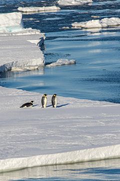 Keizerspinguin op ijsschots Antarctica