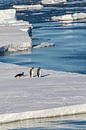 Keizerspinguin op ijsschots Antarctica van Family Everywhere thumbnail