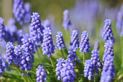 Lila Muscari im Frühling