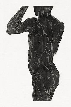 Anatomie Mann mit Muskeln, Reijer Stolk