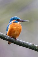 Kingfisher on a branch