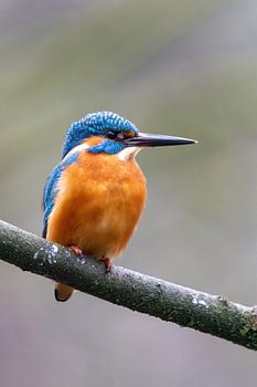 Eisvogel auf einem Ast