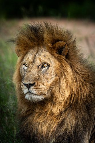 Lion d'Afrique du Sud sur Paula Romein
