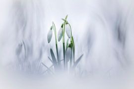 Snowdrops in the bud by Bob Daalder
