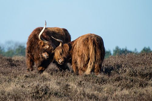 Scottisch highlander in a fittie