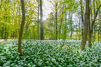 Le parc des polders de Cronesteyn