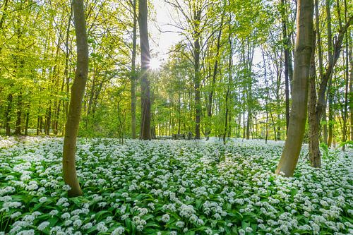 Polderpark Cronesteyn