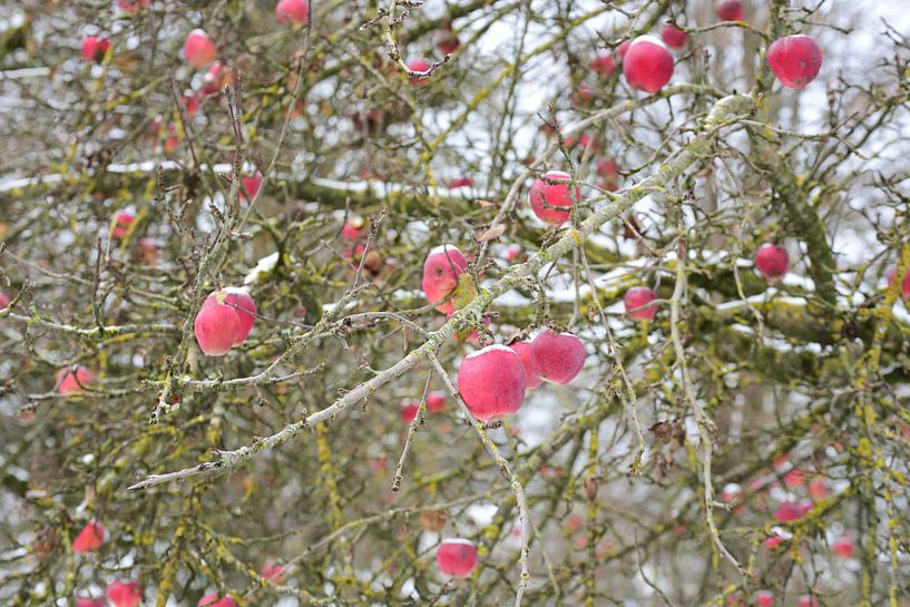 Winter apples by Ulrike Leone