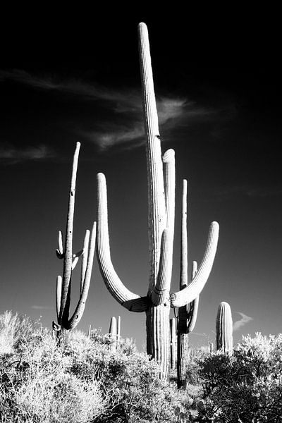 Saguara Cactussen van Walljar