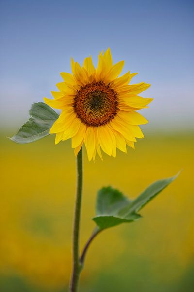 Sonnenblumenfeld in der Auvergne in Frankreich von Kneeke .com