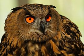 Chouette aigle sur Heiko Lehmann