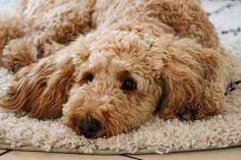 The Golden Doodle by Michael Ruland