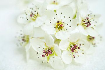 Witte bradford peer bloemstuk van Iris Holzer Richardson