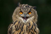 Portrait d'un hibou grand-duc européen