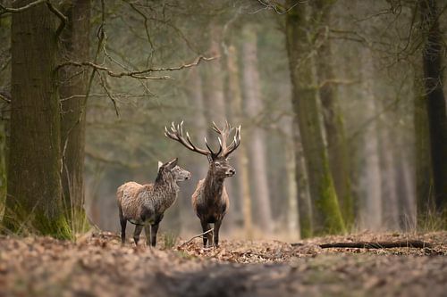 Two red deer on a forest path