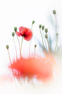 La beauté ultime d'un coquelicot