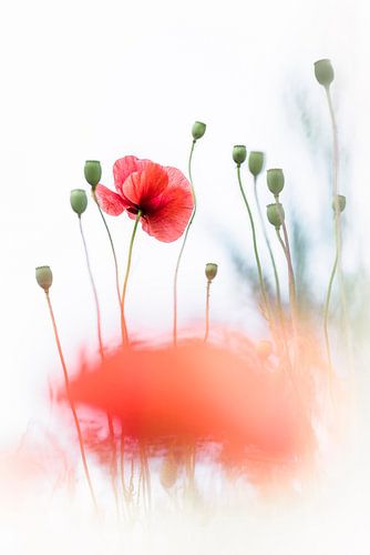 The ultimate beauty of a poppy by Bob Daalder
