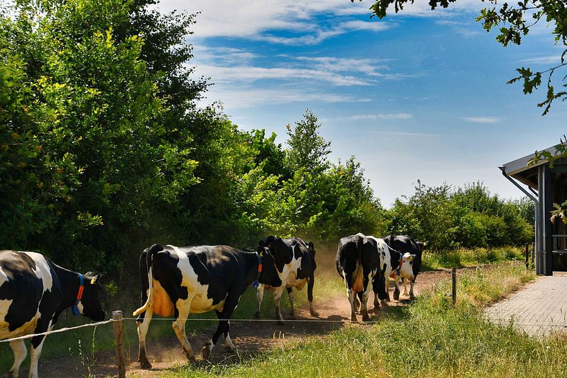 Vaches en ligne par Jolanda de Jong-Jansen