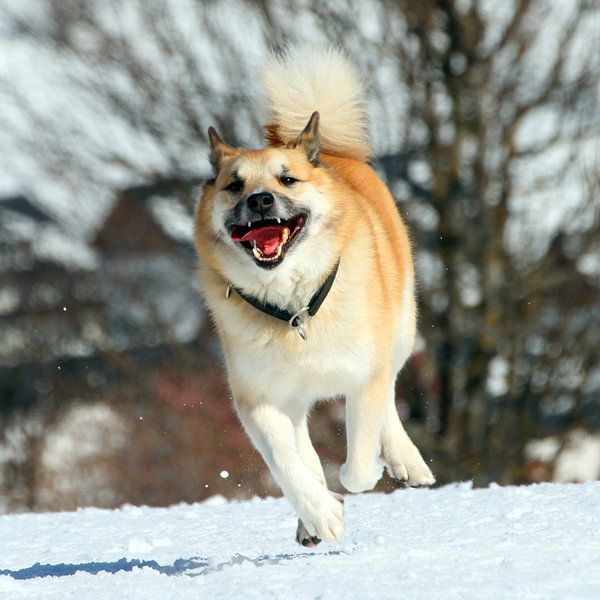 IcelandicSheepdog_001_by_JAMFoto by Angelika Möthrath