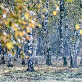 Herfstkleuren van een berkenbosje bij Kortenhoef van Ron van Gool