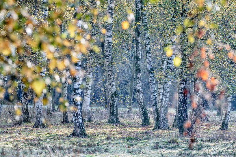 Couleurs d'automne d'une bouleaueraie près de Kortenhoef par Ron van Gool