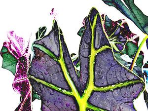 Kamerplant: Alocasia Zebrina | Olifantsoor 5