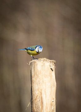 Mésange bleue en train de manger sur Simone Haneveer