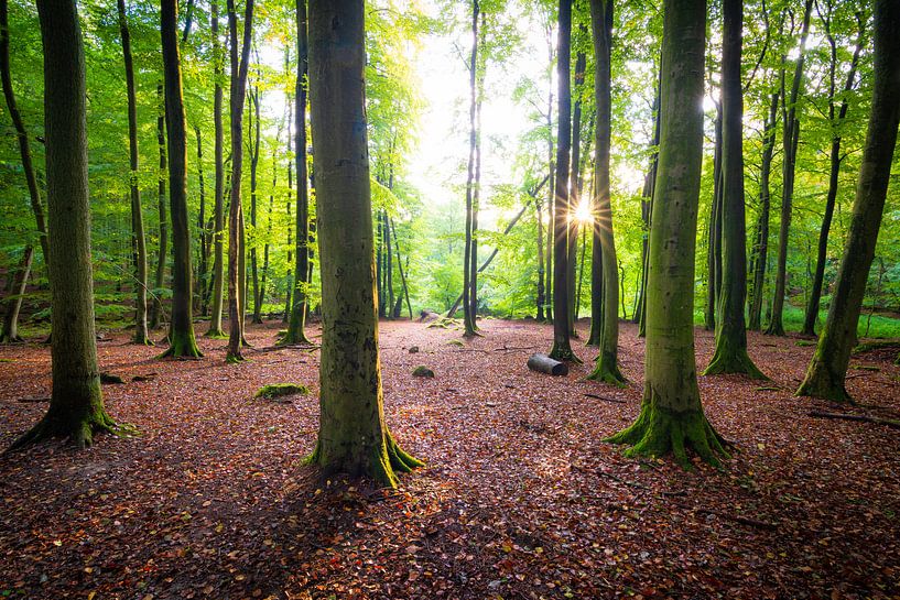 L'automne dans la forêt par Martin Wasilewski