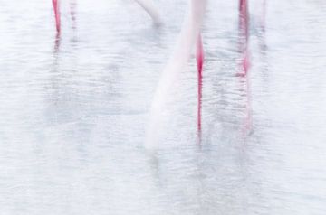 Flamingo abstract van Hans Debruyne