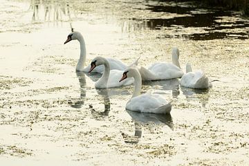 Cinq cygnes sur Merijn van der Vliet