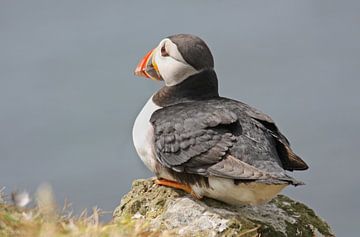 [impressions of scotland] - puffin "watching" by Meleah Fotografie