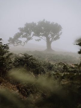 Dansende boom in Madeira, Portugal van Sharon Kastelijns