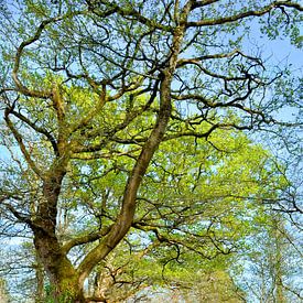 Oak trees in spring by Corinne Welp
