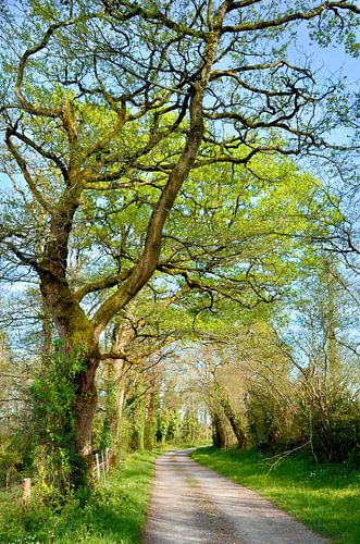 Eiken in het voorjaar van Corinne Welp