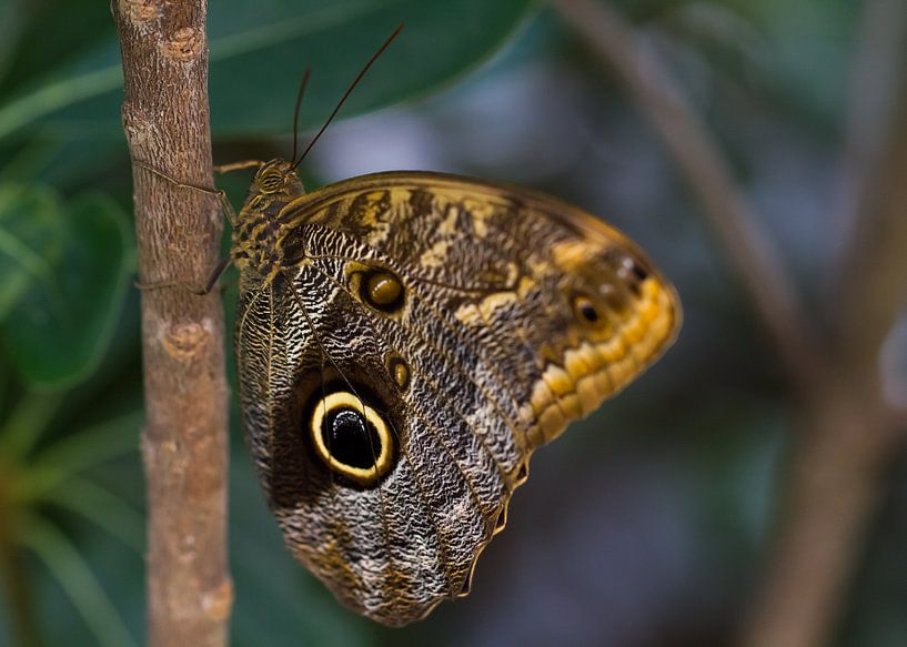 butterfl-eye by QEIMOY