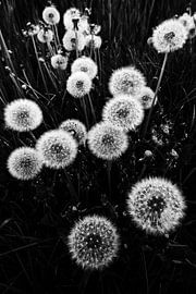 Dandelion Field by Bernd Döbel