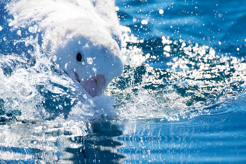 Gibson's Albatross (Diomedea gibsoni) by Beschermingswerk voor aan uw muur