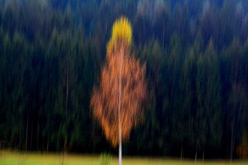 BAVARIAN FOREST 4 by Miroslav Ptacek