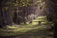 Fairytale Forest