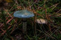 Blue mushroom