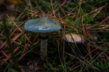 Blauwe paddenstoel van Kristof Mentens