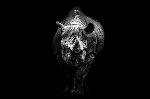 Nashorn schwarz und weiß