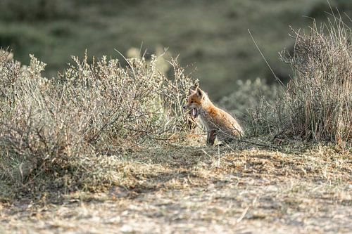 Overlevingsdrang Jonge Vos met Prooi