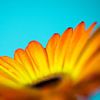 gelbe Gerbera mit blauem Hintergrund von studio photoflash