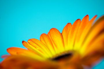 gelbe Gerbera mit blauem Hintergrund von marloes voogsgeerd