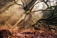 Faun Forest II by Lars van de Goor thumbnail