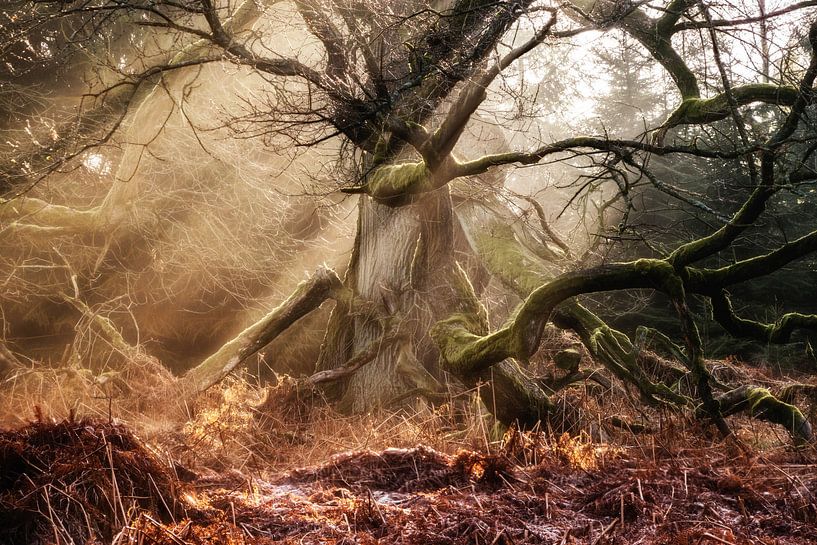 Faun Forest II by Lars van de Goor