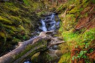 Wald mit fließendem Bach in den schottischen Highlands von gaps photography Miniaturansicht