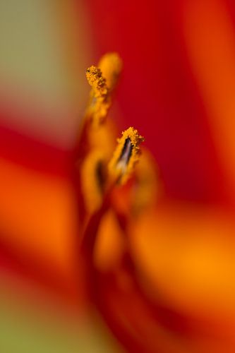 Macrofoto van een vurige bloem