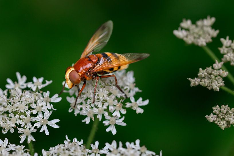 Wall decoration of A Horned Hoverfly on a White Flower by Kristof Leffelaer